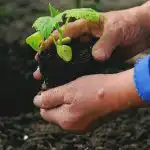 Кога и какво да засадим в зеленчуковата градина: народни знаци