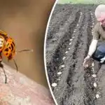 Колорадският бръмбар няма да се приближи: какво да засадим до