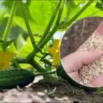 Краставиците ще покълнат като на мая: при засаждане в дупката трябва да добавите лъжица инфузия. Краставиците ще покълнат като на мая: при засаждане в дупката