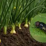 Луковата муха няма да се доближи на метър от мястото