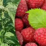 Малините ще дадат два пъти повече: какво е важно да се направи, когато цъфтят Малините ще дадат два пъти повече: какво е важно да