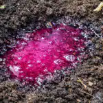 Манганът през пролетта прави чудеса с почвата и предпазва растенията от болести manganat-prez-proletta-pravi-chudesa-s-pochvata-i-predpazva-rasteniyata.png