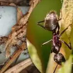 Мравките не издържат: какво трябва да разпръснете по парцела, за