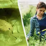 Мравките няма да се доближат: най-евтиното и ефективно народно средство