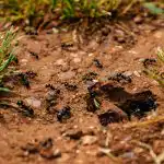 Мравките ще ходят по парцела, докато не разпръснат това лекарство: