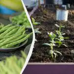 Най-добрите "съседи" на фасула: 11 зеленчука, които могат да се