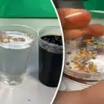 Не бързайте да сеете: какво трябва да направите първо със