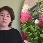 Не бързайте с торенето: кога да подхранвате хортензиите, за да