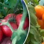 Не давайте шанс на Phytophthora: как да спасите реколтата си