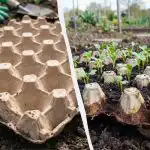 Опитните домакини отдавна използват тези съвети: как една тава за