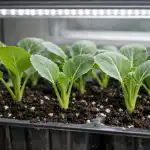 Основната причина за загиването на разсада на зелето през пролетта е липсата на светлина. osnovnata-prichina-za-zagivaneto-na-razsada-na-zeleto-prez-proletta.png