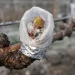 Основната причина за загубата на гроздова реколта през пролетта и начини за спасяване на лозята osnovnata-prichina-za-zagubata-na-grozdova-rekolta-prez-proletta-i.png