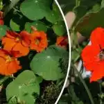 Основният враг на охлювите: цветето без вредители за градината