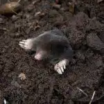 Оставете я да заври и я изсипете върху могилата: къртиците