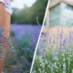 От кофата за боклук и в градината: три тора, които