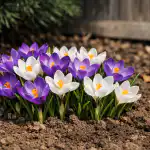 Открийте тайната на празните лехи или защо крокусите не цъфтят на сянка otkriyte-taynata-na-praznite-lehi-ili-zashto-krokusite-ne-tsaftyat.png