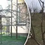 Овощните дървета едва оцеляха през зимата в Украйна: какви 3