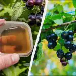 Първият тор трябва да се нанесе върху касиса преди Великден: