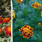 Пищно цъфтене през май: кога да засеем кадифе на разсада