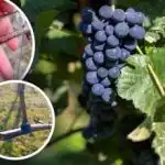 "Плачът на лозата" започна: как да предпазим гроздето от болести