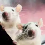 Плъховете се страхуват от един продукт: лесен начин да "помолите"