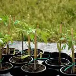 Разсадът на доматите ще бъде силен без магазин "химия": какво