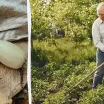 Реколтата ви от тиквички ще бъде 5 пъти по-богата: ето