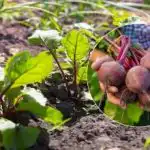 Рекордната реколта е гарантирана: кога и как да засеем цвекло