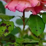 Розите няма да се разболеят, ако засадите едно цвете до