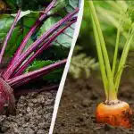 Само 6 дни през април са подходящи за засаждане на моркови и цвекло: точен календар за сеитба 2026 Само 6 дни през април са подходящи за засаждане на