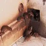 Сбогом, гризачи: една проста кухненска съставка, която ще отблъсне плъховете