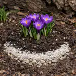 Скритата причина за отсъствието на пролетните крокуси на сянка и метод за спасяване на цветната леха skritata-prichina-za-otsastvieto-na-proletnite-krokusi-na-syanka-i.png