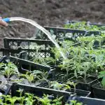 След брането доматите трябва да се наторят: 3 домашни тора