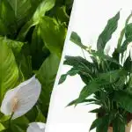 Spathiphyllum ще цъфти години наред: градинарите разказаха как да отглеждат