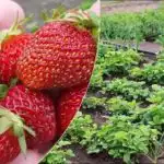 Супер тор за ягоди през пролетта: бабината рецепта, която носи