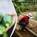 Такъв "квартал" ще унищожи тиквичките за един сезон: какво не