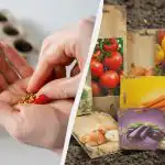 Такива семена няма да пораснат дори при перфектни грижи: за какво да внимавате, когато ги купувате Такива семена няма да пораснат дори при перфектни грижи: за