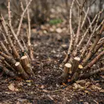 Тайната на големите цариградски ягоди се крие в едно правилно пролетно подрязване на храста. taynata-na-golemite-tsarigradski-yagodi-se-krie-v-edno-pravilno.png