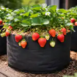 Тайната на огромната реколта от ягоди в обикновените кутии тази пролет taynata-na-ogromnata-rekolta-ot-yagodi-v-obiknovenite-kutii-tazi.png