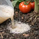 Тайната съставка на мощната реколта от домати и защо те се нуждаят от обикновена мая taynata-sastavka-na-moshtnata-rekolta-ot-domati-i-zashto-te.png