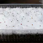 Тайният метод за засяване на ягоди през пролетта за богата реколта през първата година tayniyat-metod-za-zasyavane-na-yagodi-prez-proletta-za-bogata.png