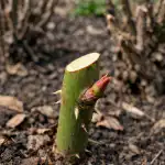 Тайният смисъл на пролетното подрязване на розите и как то спасява храстите tayniyat-smisal-na-proletnoto-podryazvane-na-rozite-i-kak-to.png