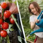 Тази грешка "убива" разсада от домати: колко вода му е