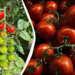 Тези 3 култури трябва да се засаждат до доматите: добивът