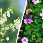 Тези 7 многогодишни растения изглеждат красиви, но не ги засаждайте: