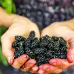 Тези плодове растат наблизо и са полезни за сърцето, но