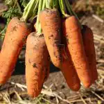 Тези сортове моркови са най-добрите в Украйна: добивни, непретенциозни и сладки като мед. Тези сортове моркови са най-добрите в Украйна: добивни, непретенциозни и