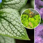 Тези цветя растат добре на сянка: какво да засадим зад къщата и покрай оградата Тези цветя растат добре на сянка: какво да засадим зад