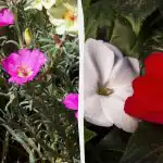 Тези цветя ще цъфтят през цялото лято: какво да засадим