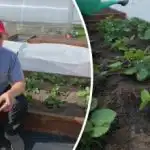 Торене на ягоди през пролетта: грешка, която намалява добивите